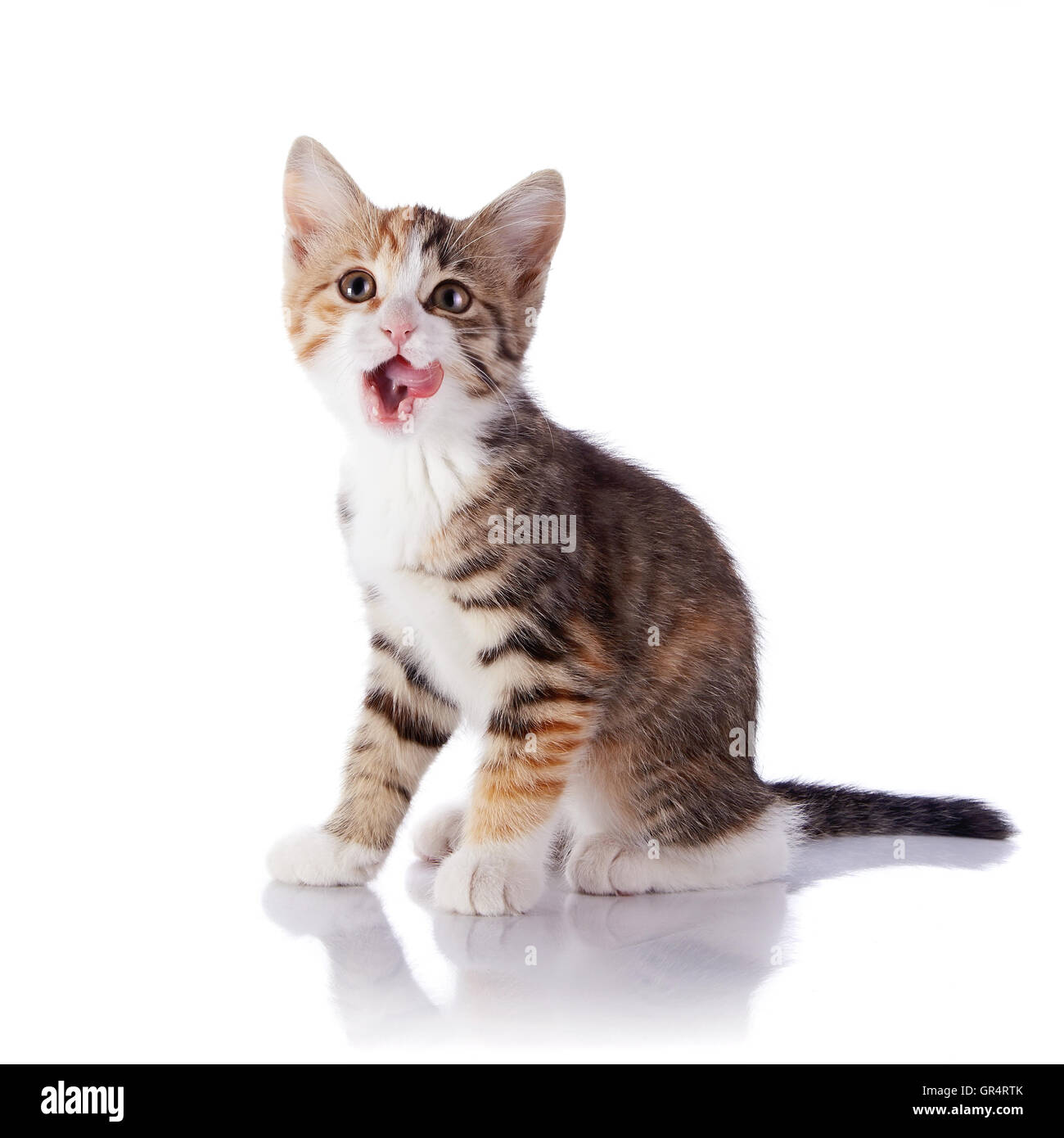 Patte De Chat Qui Leche Banque D Images Detourees Alamy