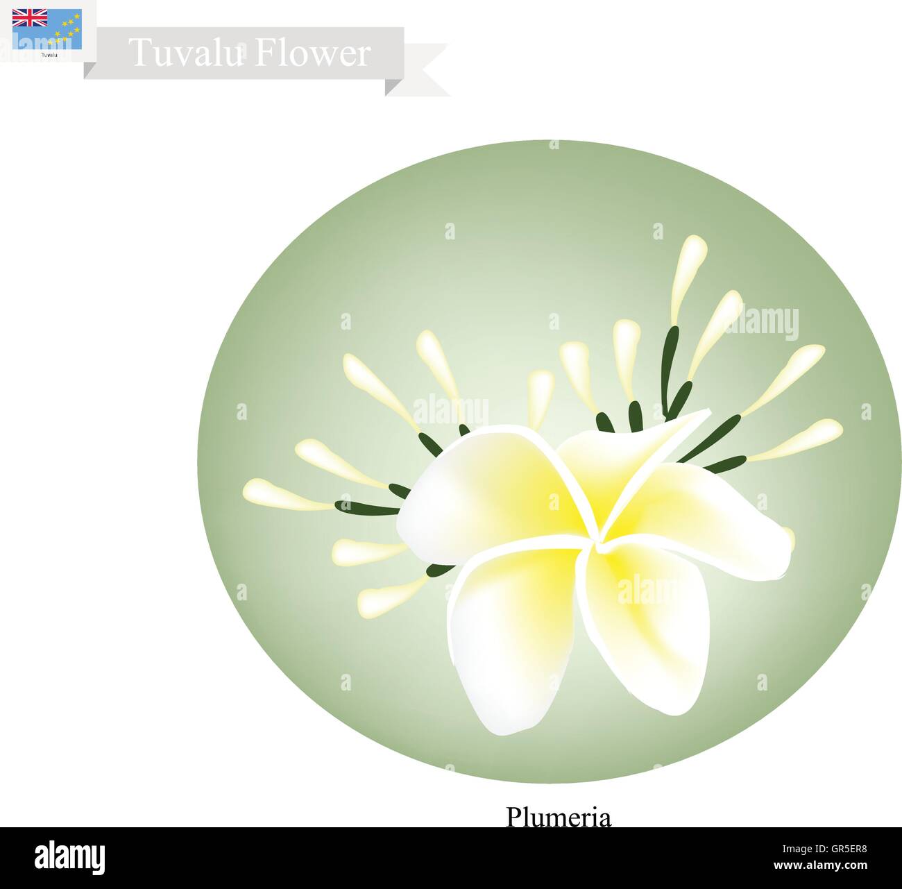 Tuvalu Fleur, Illustration de Plumeria Bikini sits on fleurs. L'un des plus populaires fleur en Tuvalu . Illustration de Vecteur
