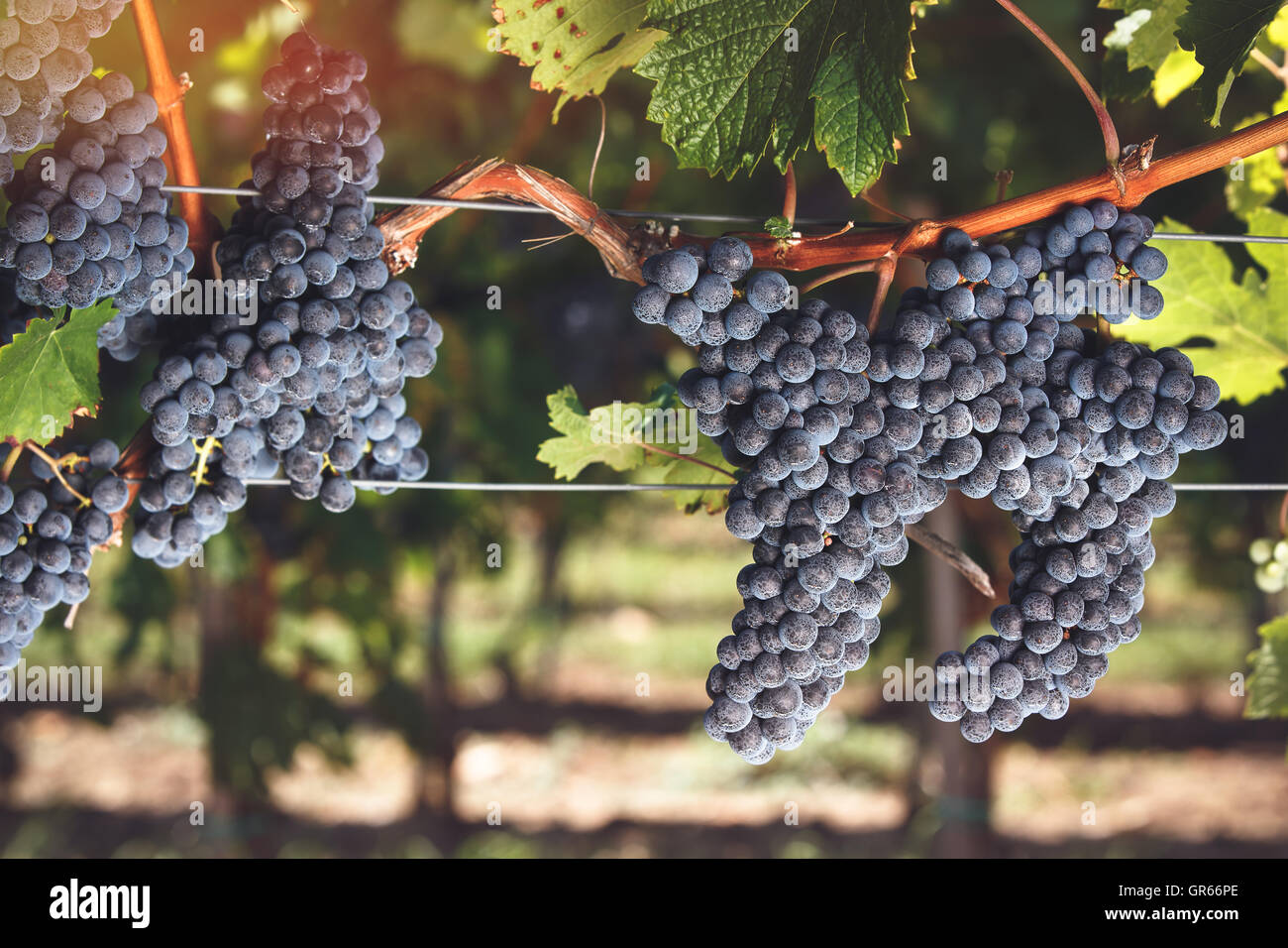 Raisins Cabernet mûr sur la viticulture dans une vigne à l'heure du coucher du soleil. Tons Vintage image, selective focus Banque D'Images