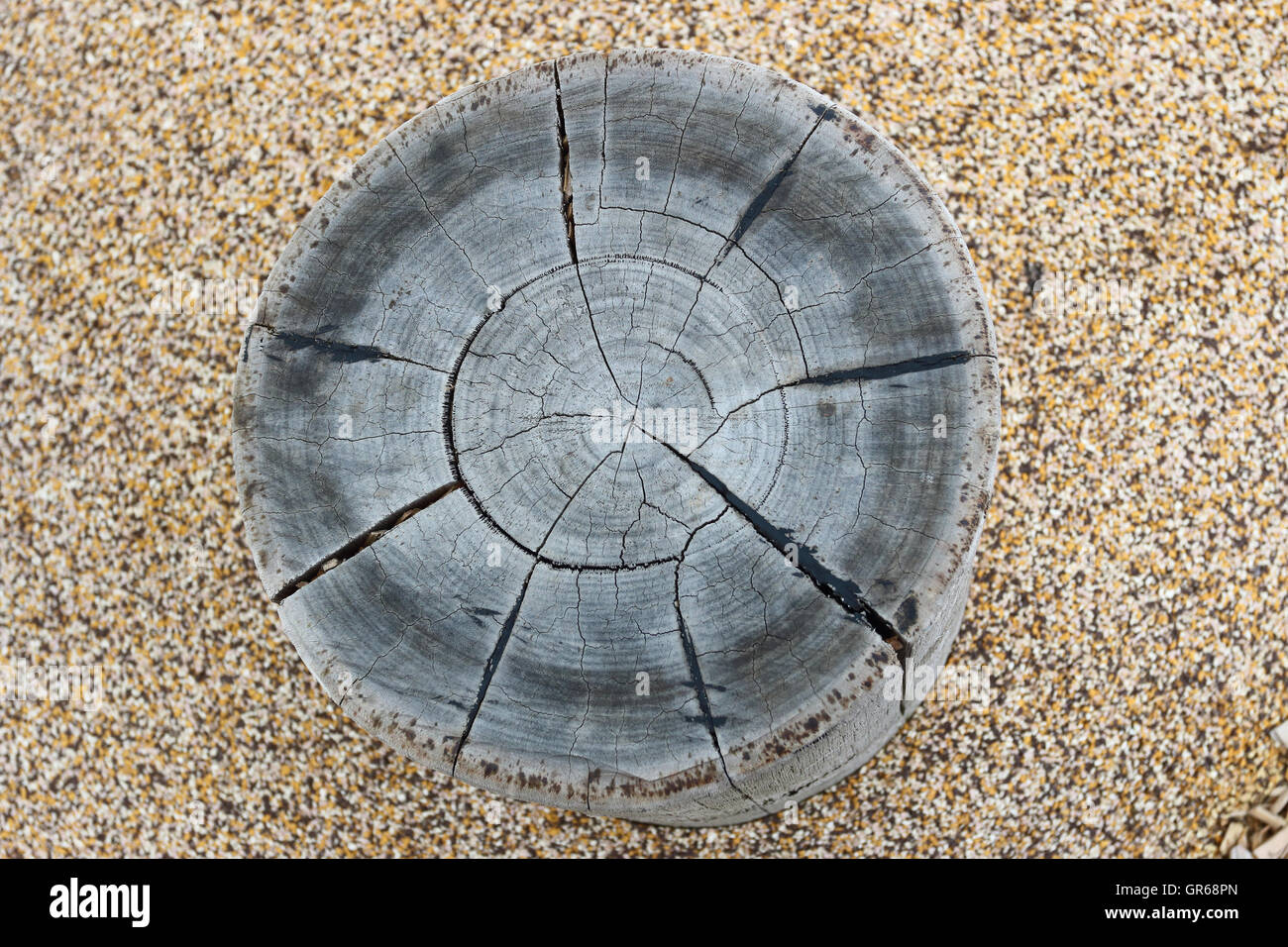 Close up of Log siège pour jardin extérieur Banque D'Images