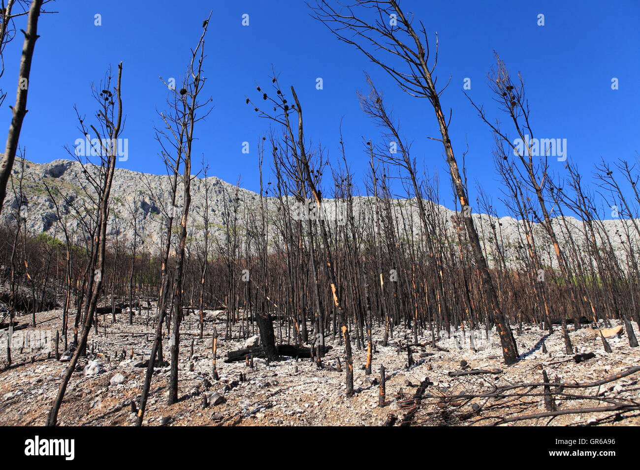 Feu de forêt, Lokva Rogoznica, Croatie, Dalmatien, Europe Banque D'Images