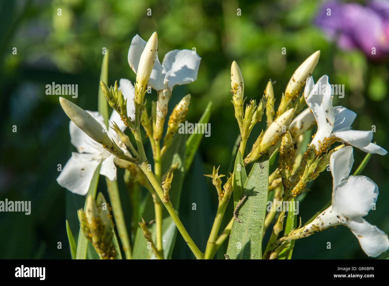 Poux Banque D'Images