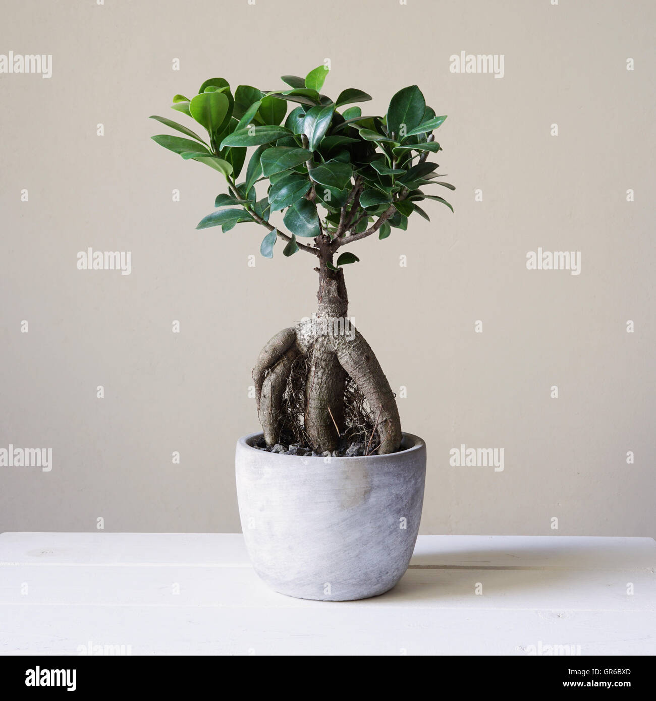 Bonsai Ficus retusa ou ginseng Banque D'Images