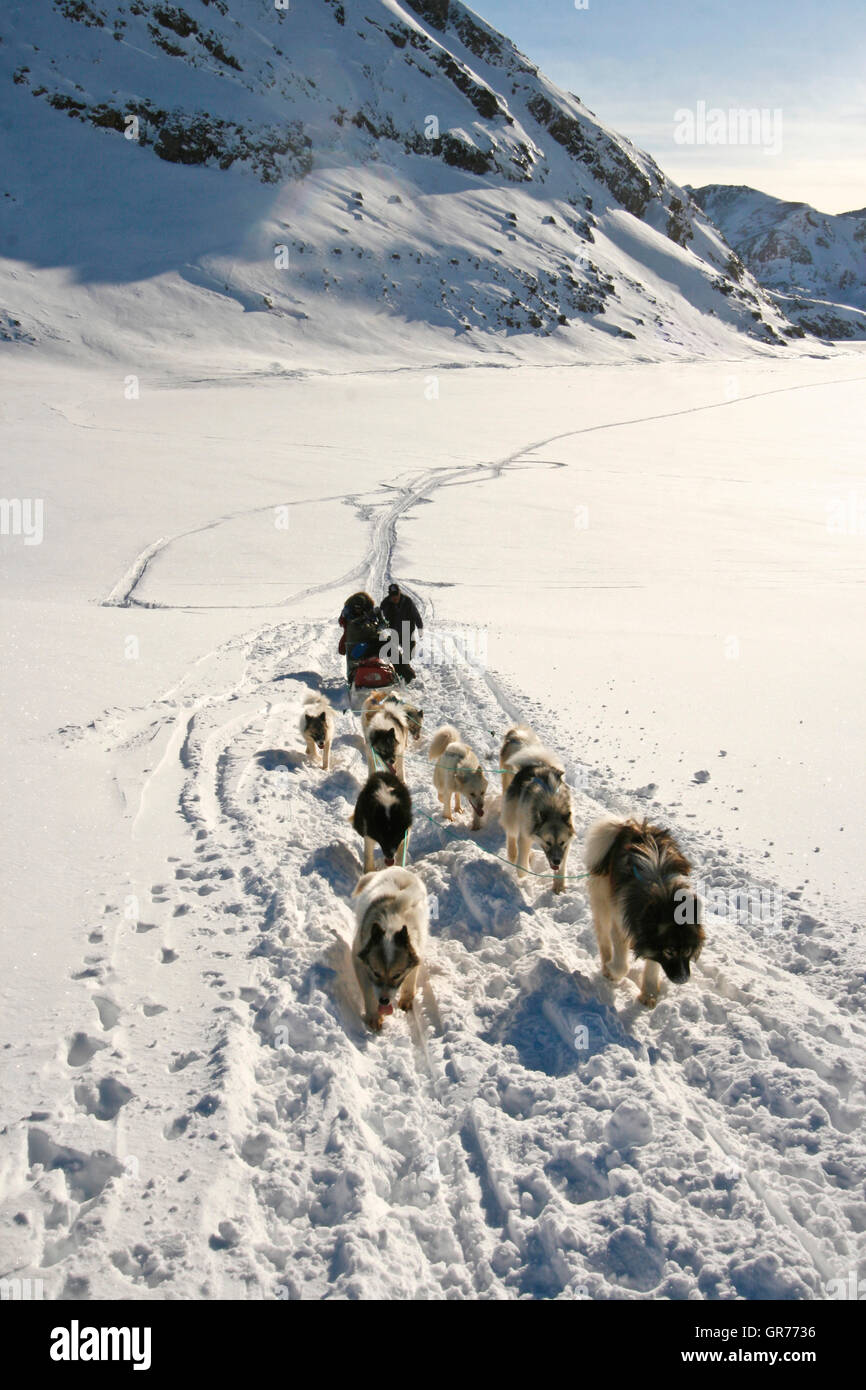 Sled Dogl. Kulusuk. Le Groenland. Banque D'Images