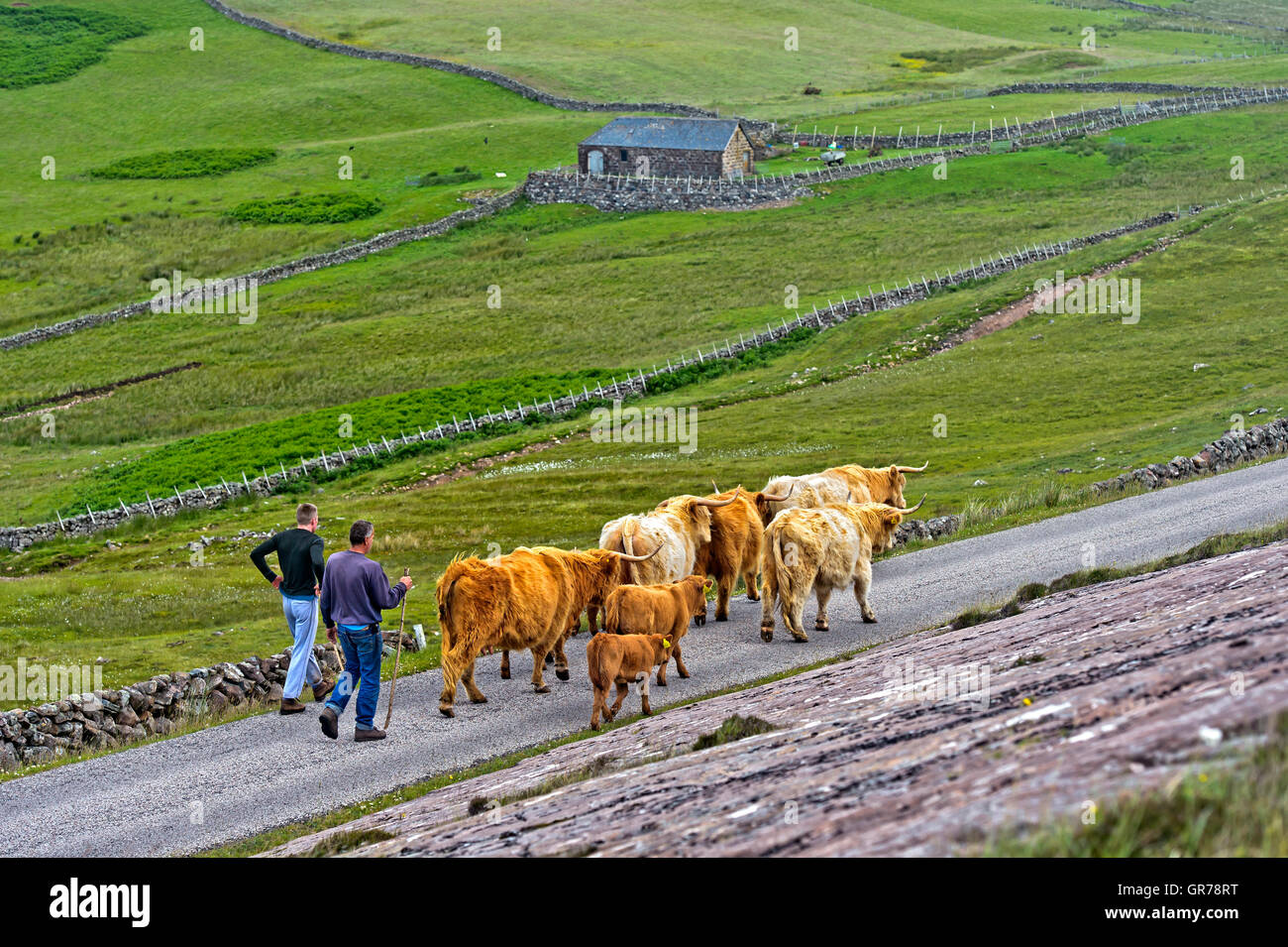 Conduite Crofter un troupeau de bovins highland écossais ou Kyloe sur une étroite route de campagne, l'Assynt, l'Écosse, la France Logiciel Banque D'Images