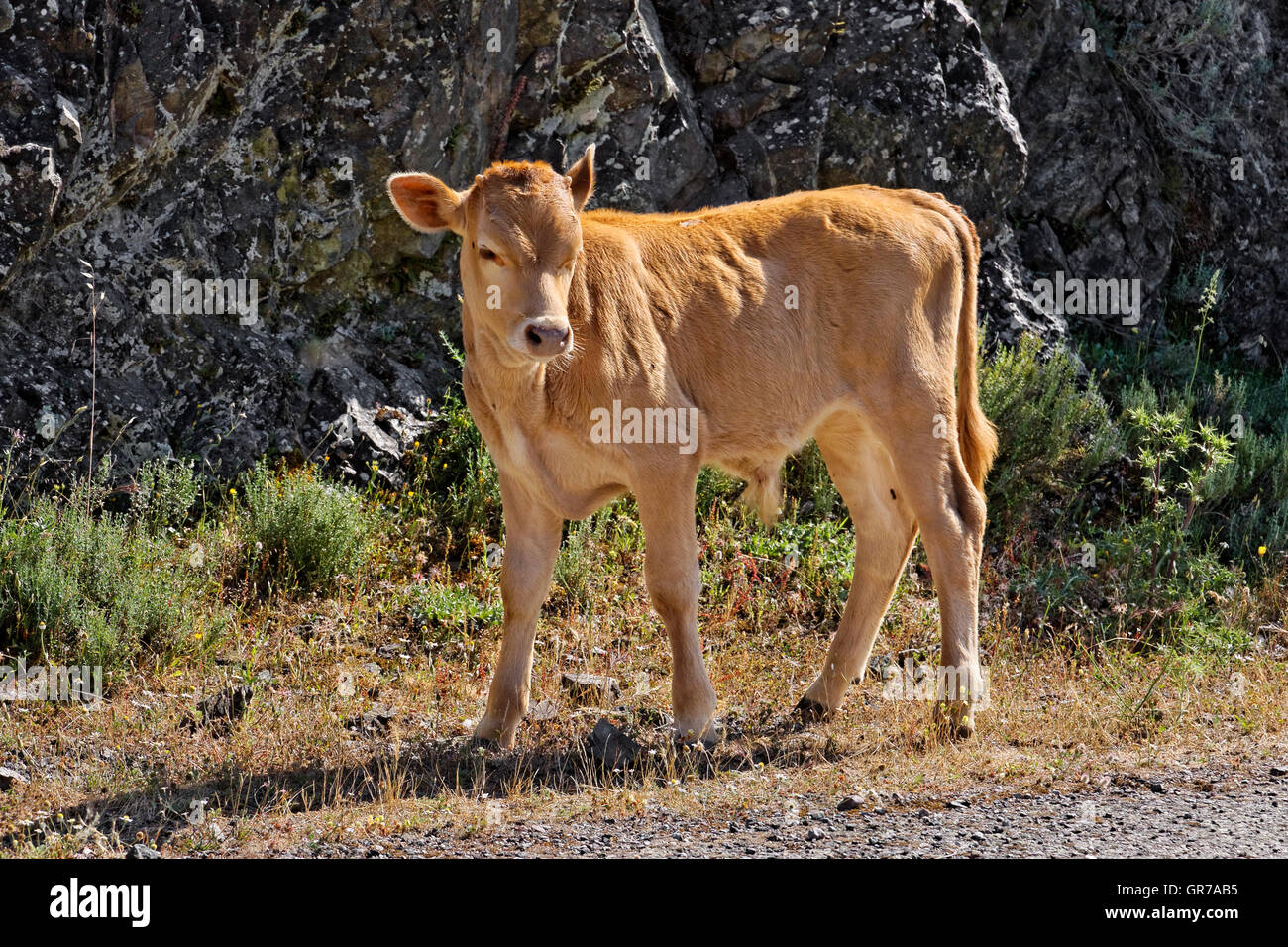 Jeune veau près de Belgodere, Région du Nebbio, Corse, France, Europe Banque D'Images