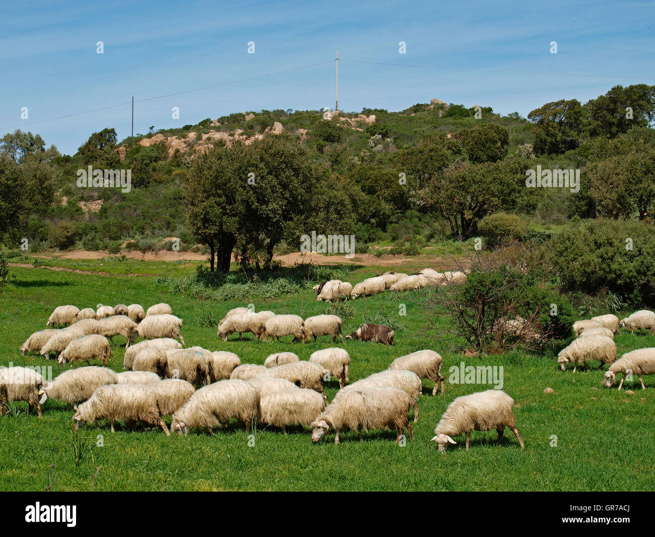 Troupeau de moutons de Gannamari près de dans le sud-ouest de la Sardaigne, Italie, Europe Banque D'Images