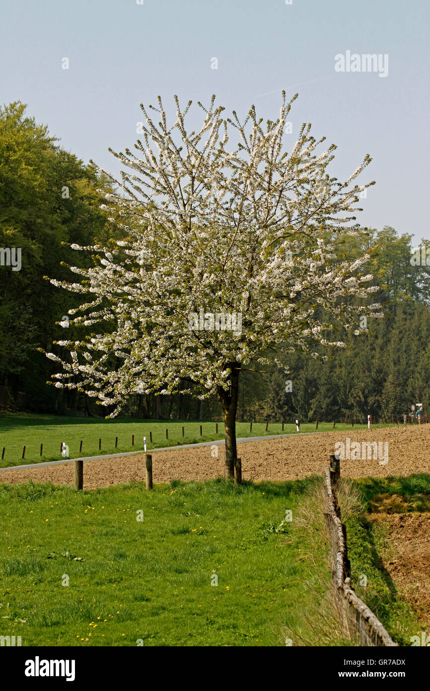 Cherry Blossom In Holperdorp, Rhénanie-du-Nordwestphalie, Germany, Europe Banque D'Images