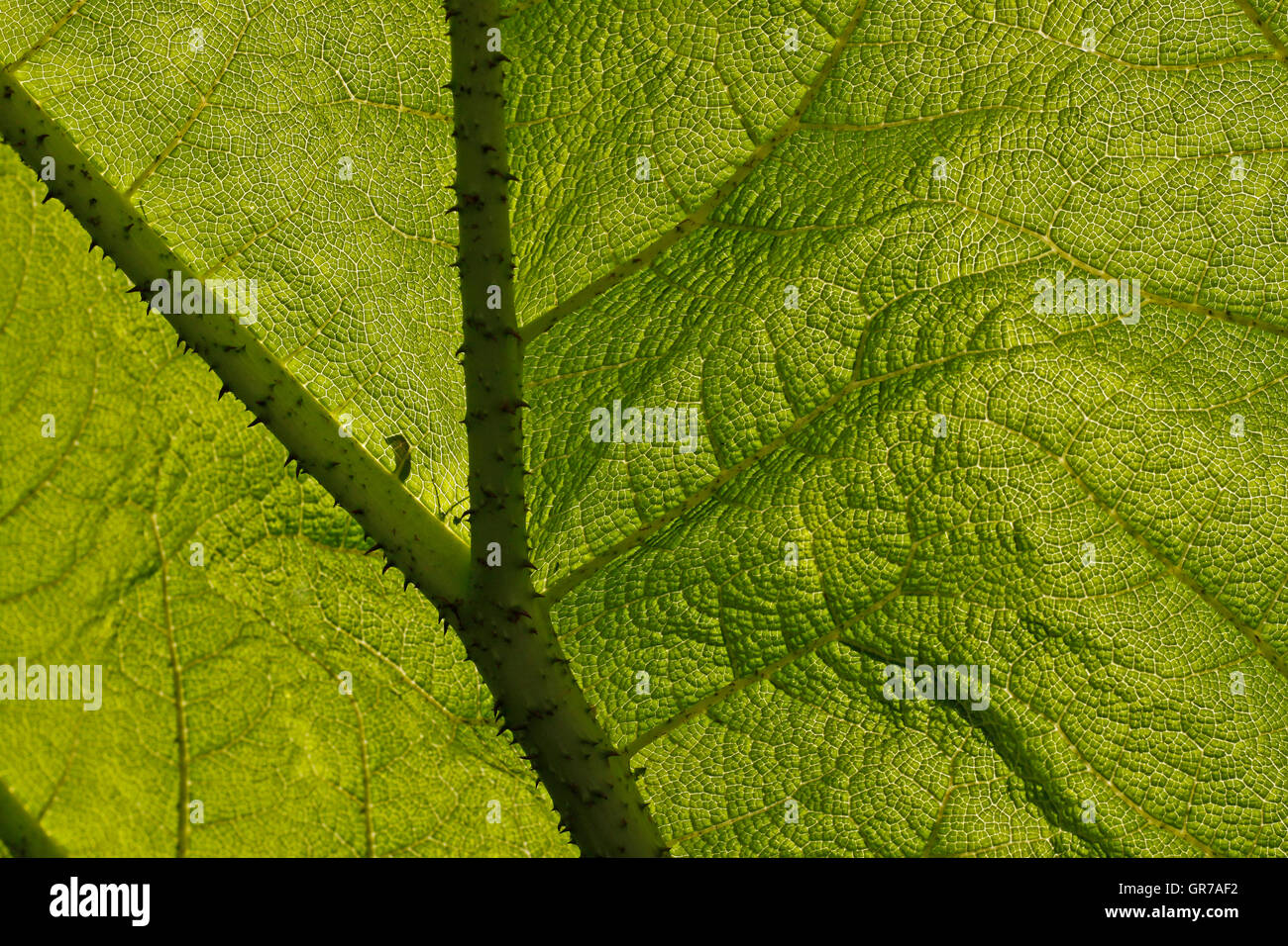 Feuilles de rhubarbe géante, avec des structures de Gunnera manicata Banque D'Images