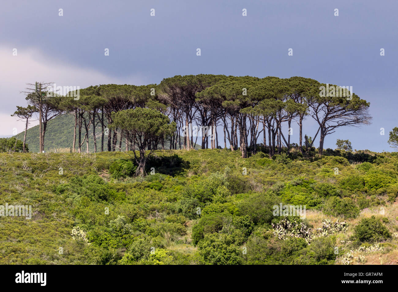 Bois de pins près de Rio nell'Elba, l'île d'Elbe, Toscane, Italie Banque D'Images