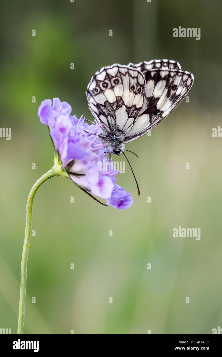 Melanargia Galathea, marbré de papillon blanc sur Scabiosa columbaria, Pincushion Flower de Basse-Saxe, Allemagne, Europe Banque D'Images