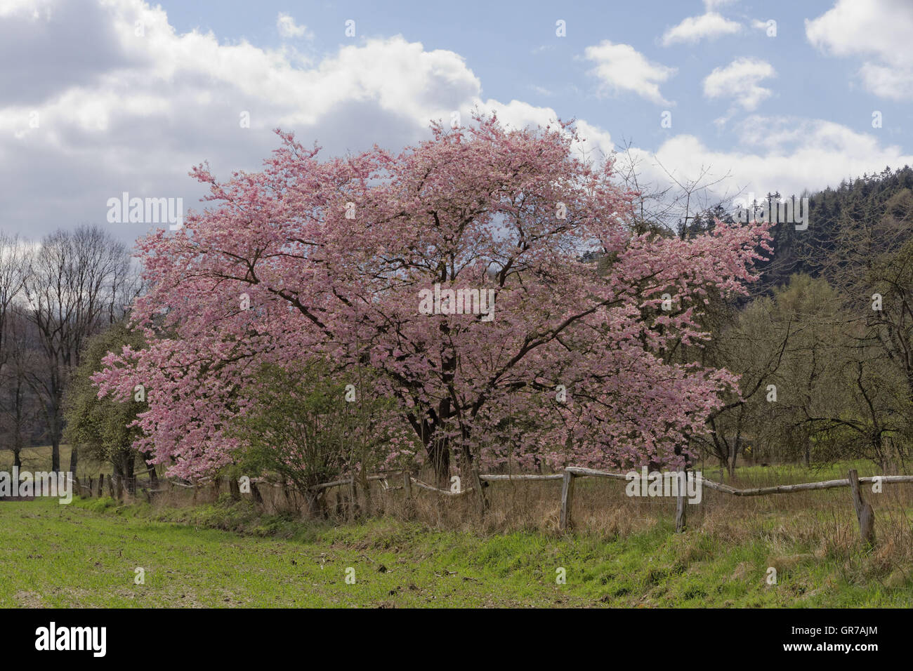 Japanese Cherry Tree in Spring, avec en arrière-plan de la forêt de Teutoburg, Basse-Saxe, Allemagne, Europe Banque D'Images