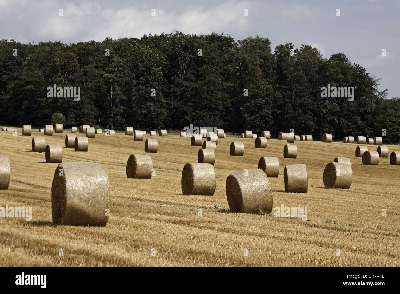 Ostercappeln, Presse à Balles Rondes, botte de paille en Basse-Saxe, Allemagne, Europe Banque D'Images