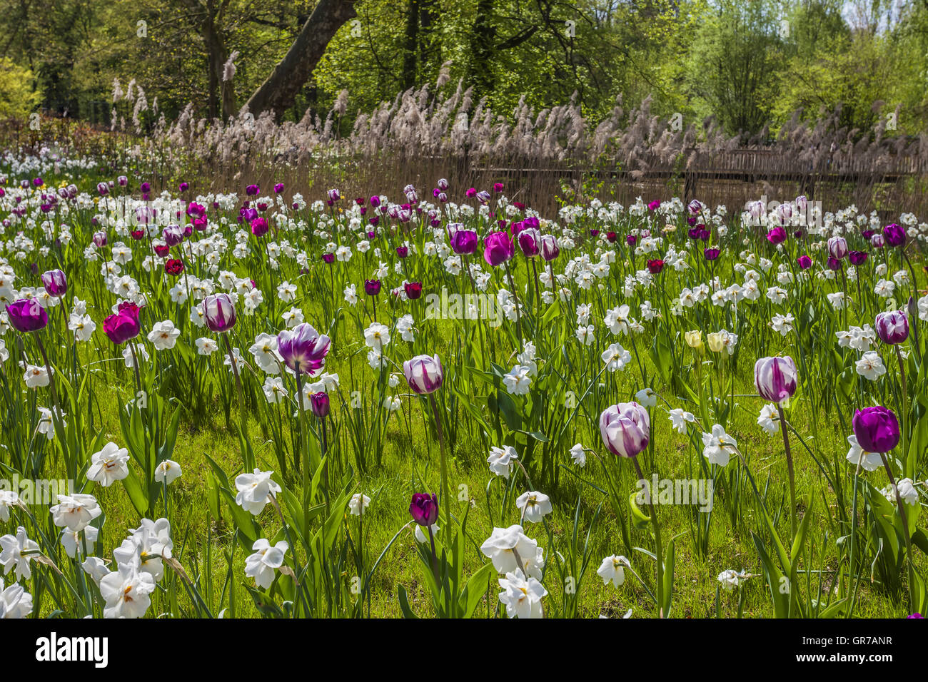 Spring Flower Meadow avec des tulipes et des lis Carême en Basse-Saxe, Allemagne, Europe Banque D'Images