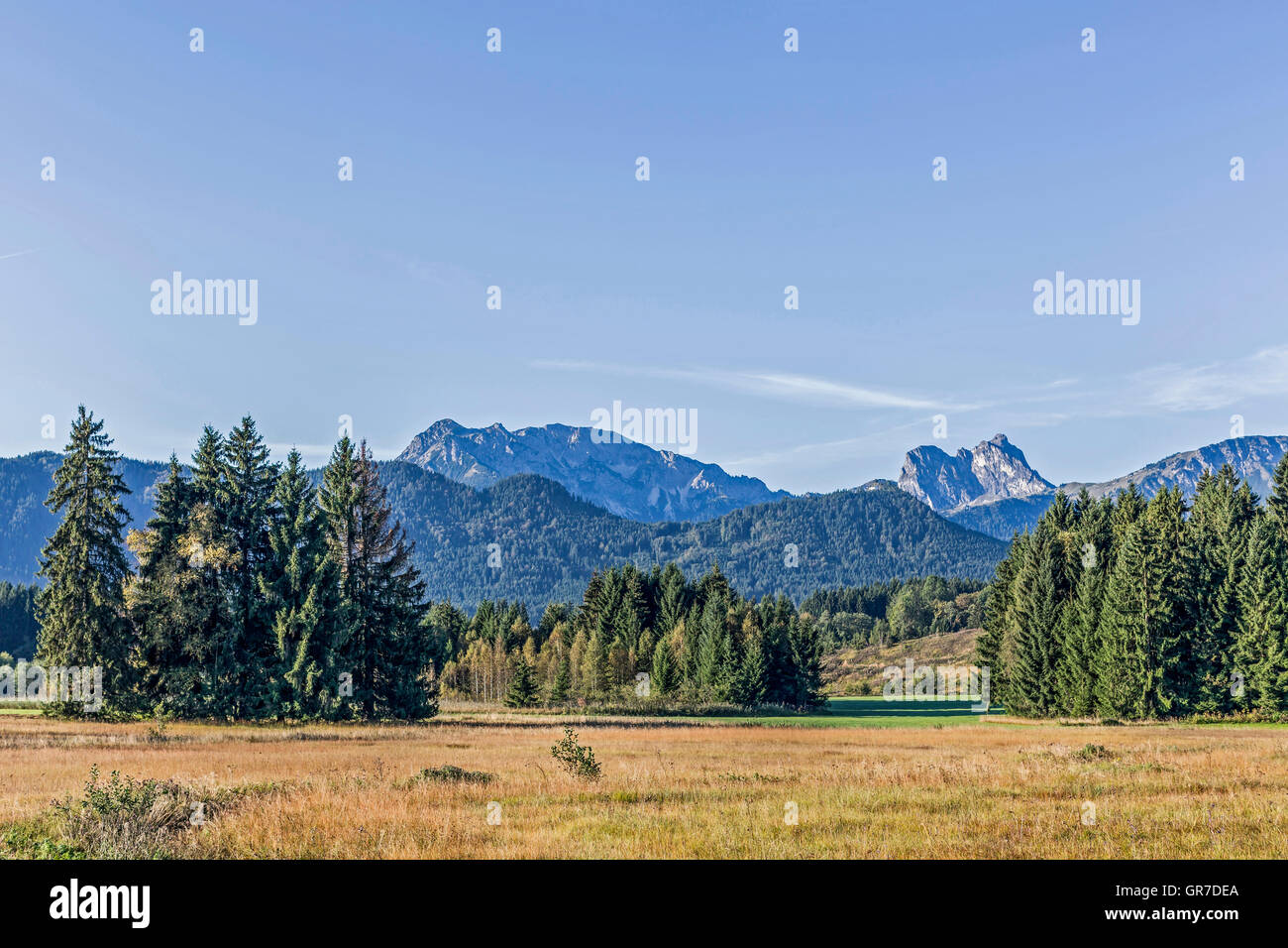 Prairie tourbière dans l'Est de l'Allgäu, dans le contexte de la montagne Tannheimer Banque D'Images