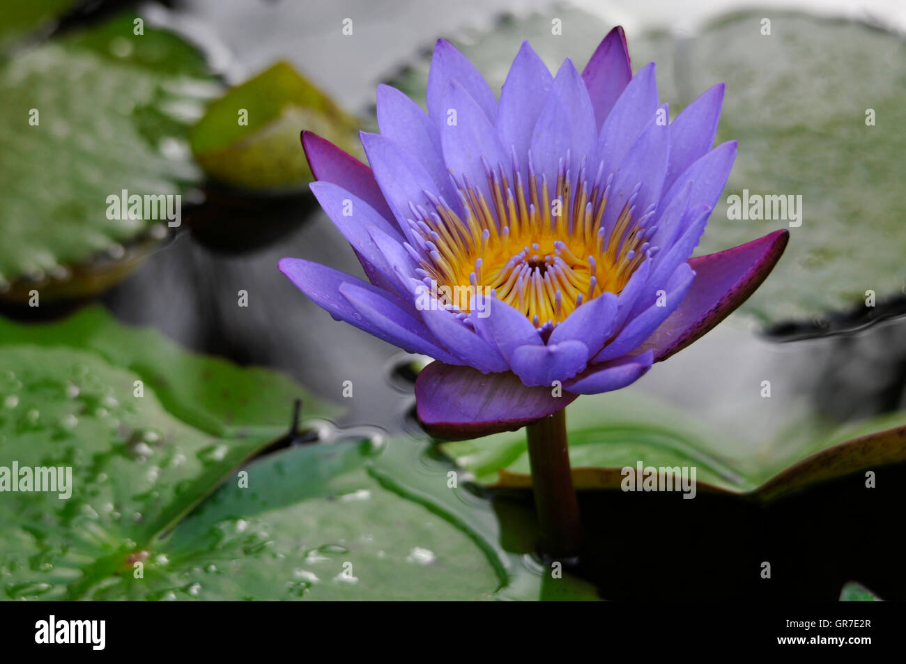 Fleurs de Lotus Banque D'Images