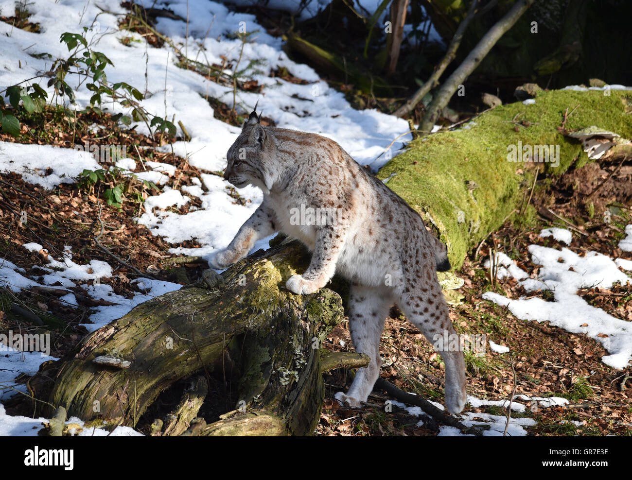 Lynx en hiver Banque D'Images