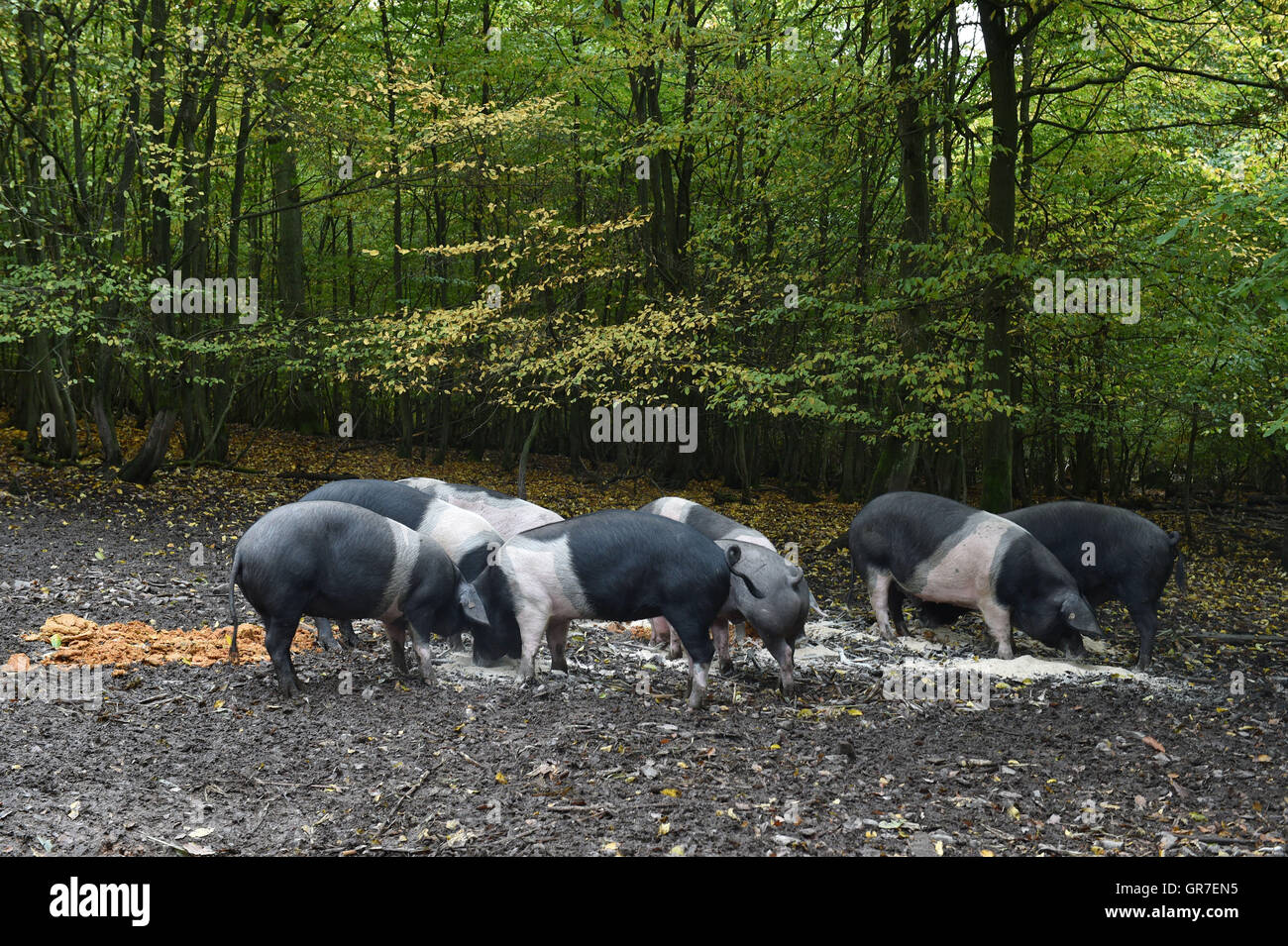 Les porcs dans la forêt Banque D'Images