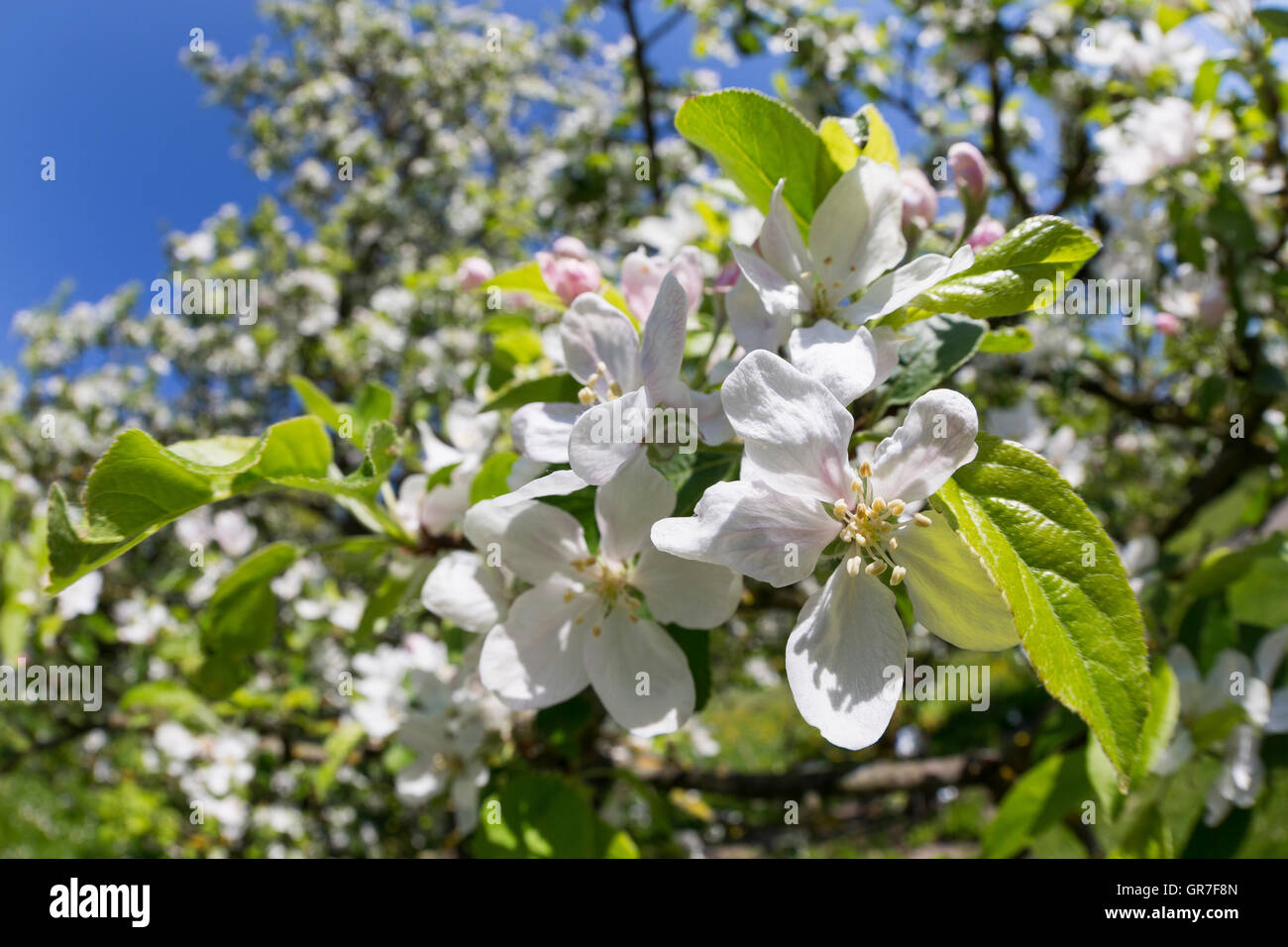 Apfel, Apfelbaum, Kultur-Apfel Obstblüte Apfelblüte,,, Malus domestica, Apple, Obstbaum Banque D'Images