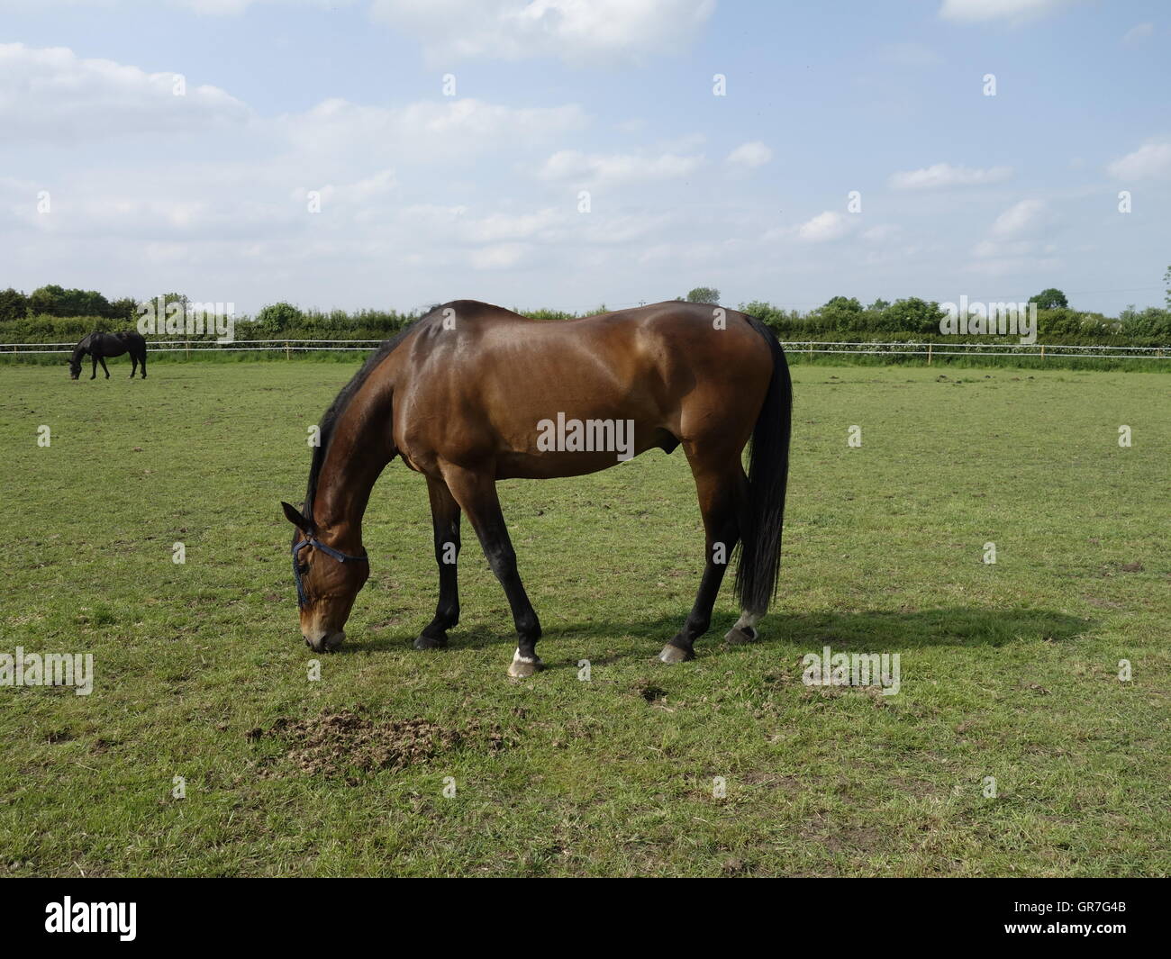 Cheval sur une ferme en Angleterre Banque D'Images