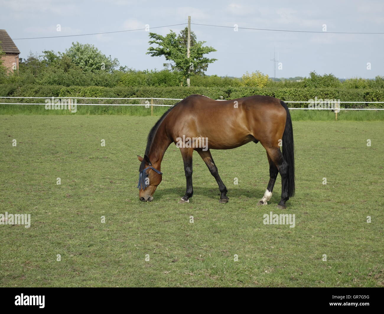 Cheval sur une ferme en Angleterre Banque D'Images