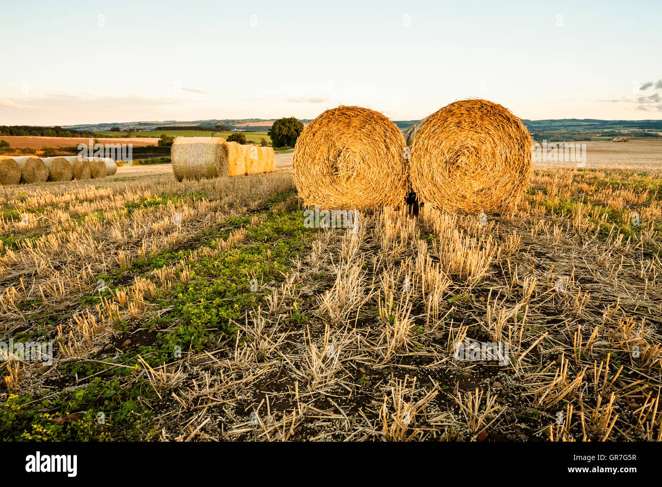Bottes de foin dans le champ de chaume, Northumberland, Angleterre Banque D'Images