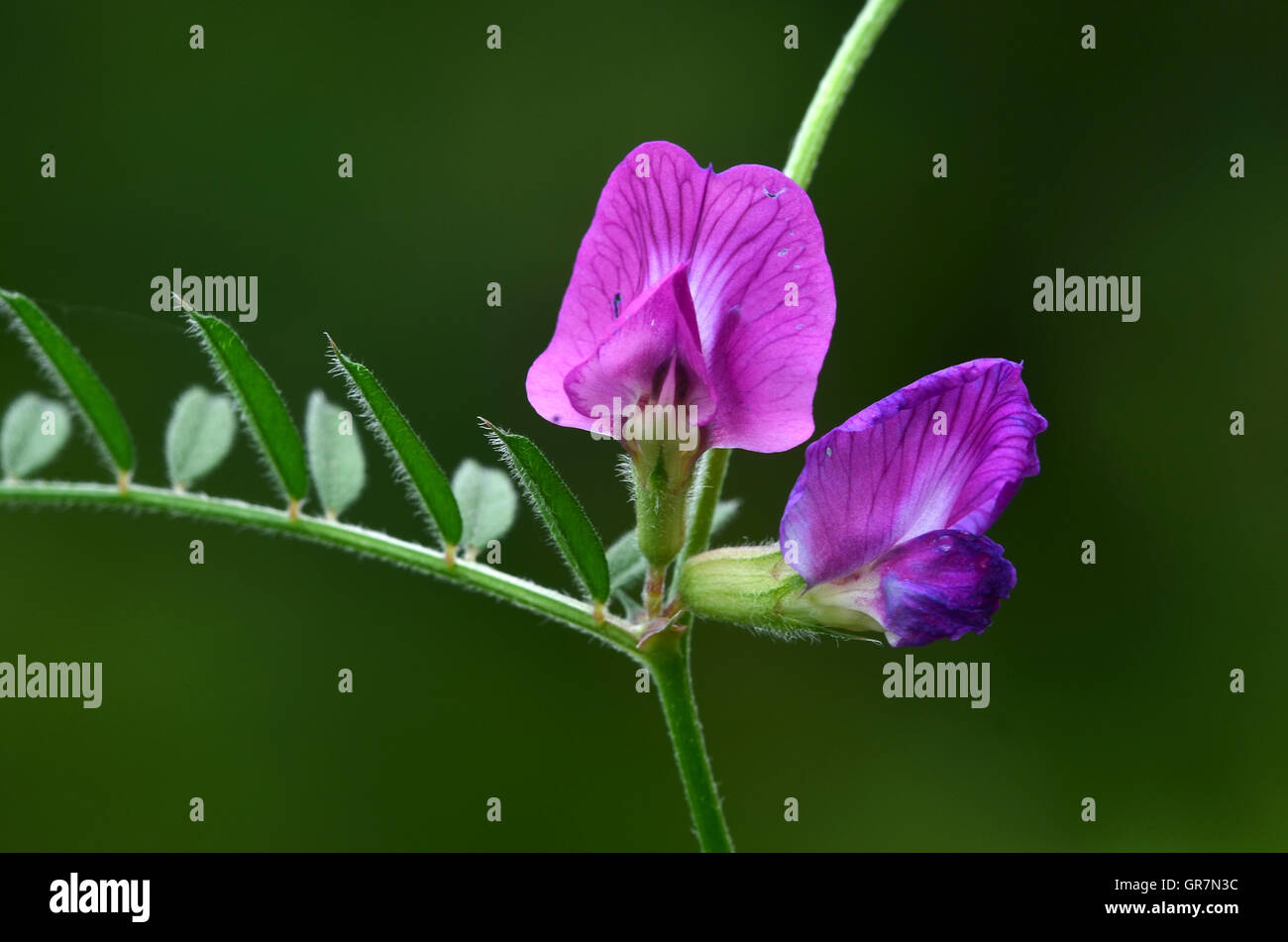 Vesce commune en fleur. Banque D'Images