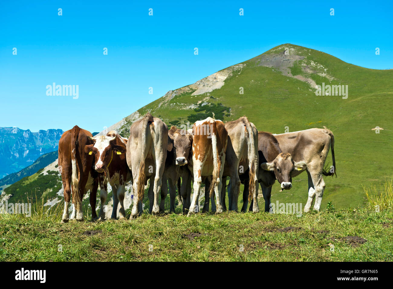 Un troupeau de vaches dans une prairie alpine Banque D'Images