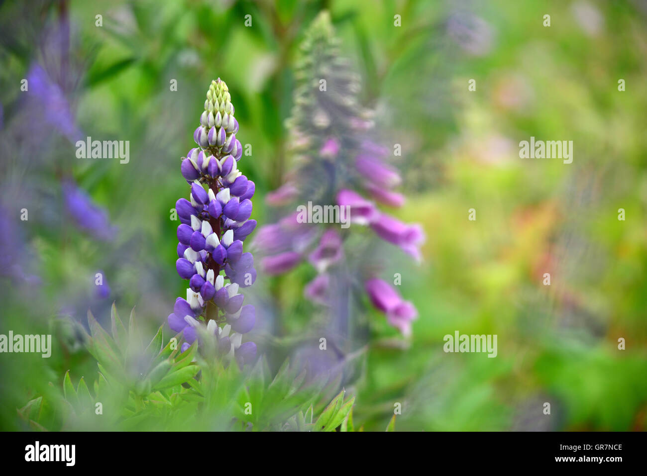 Un lupin mauve spike en fleur dans un jardin de chalet UK Banque D'Images
