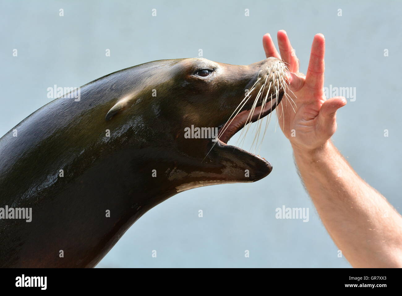 Un joli portrait d'un sceau au Zoo Banque D'Images