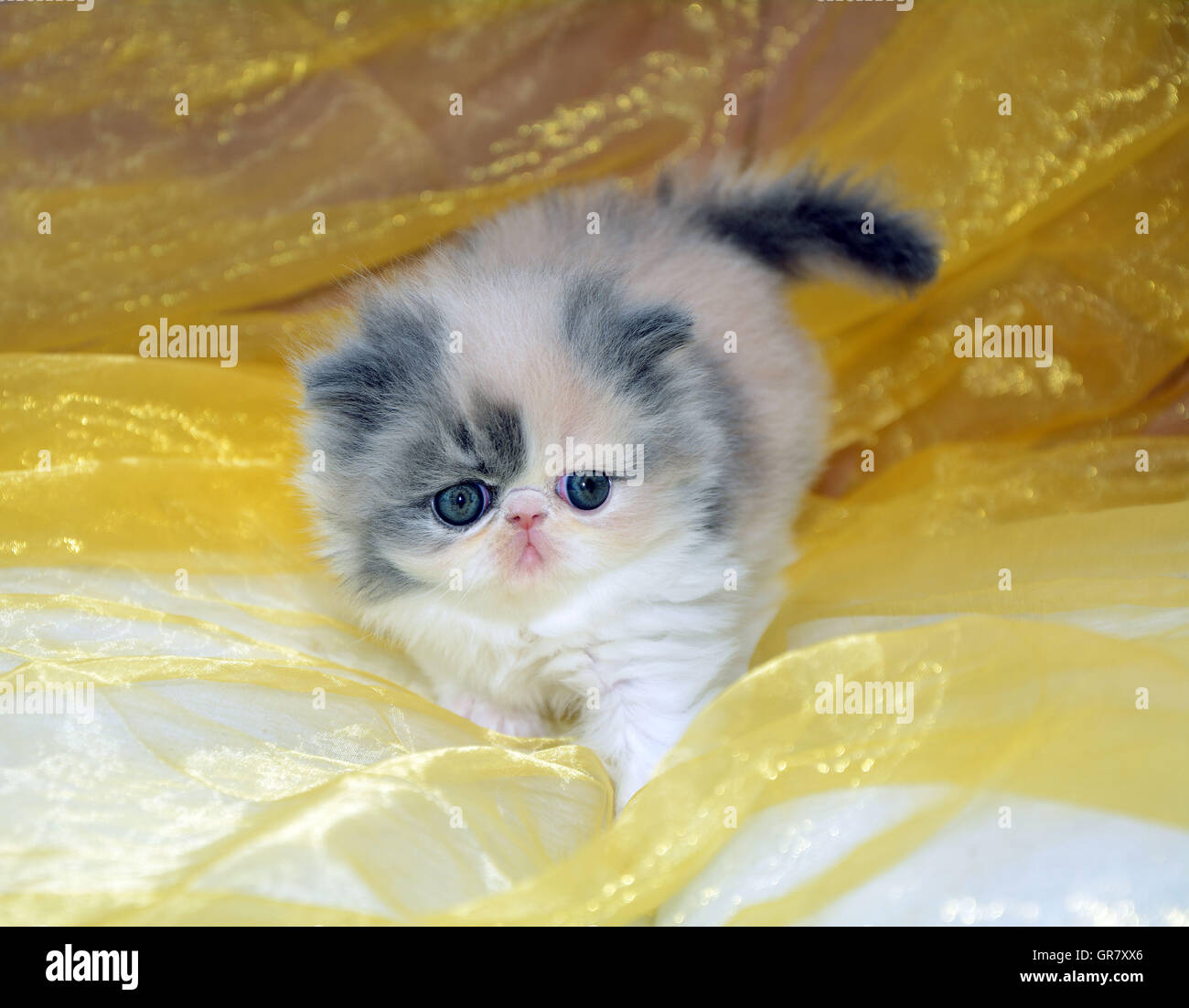 Chat persan Banque D'Images