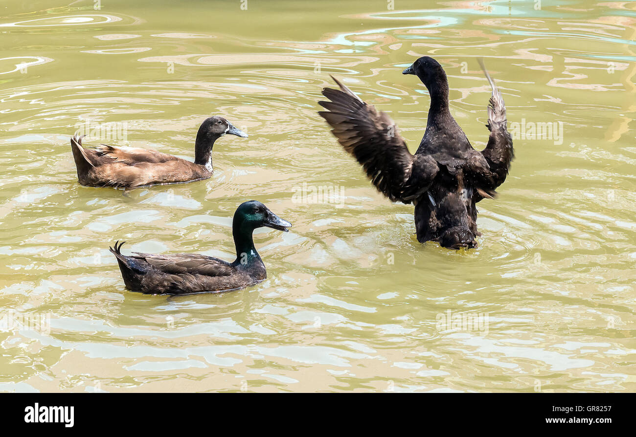 Lac avec canards dans l'eau Banque D'Images