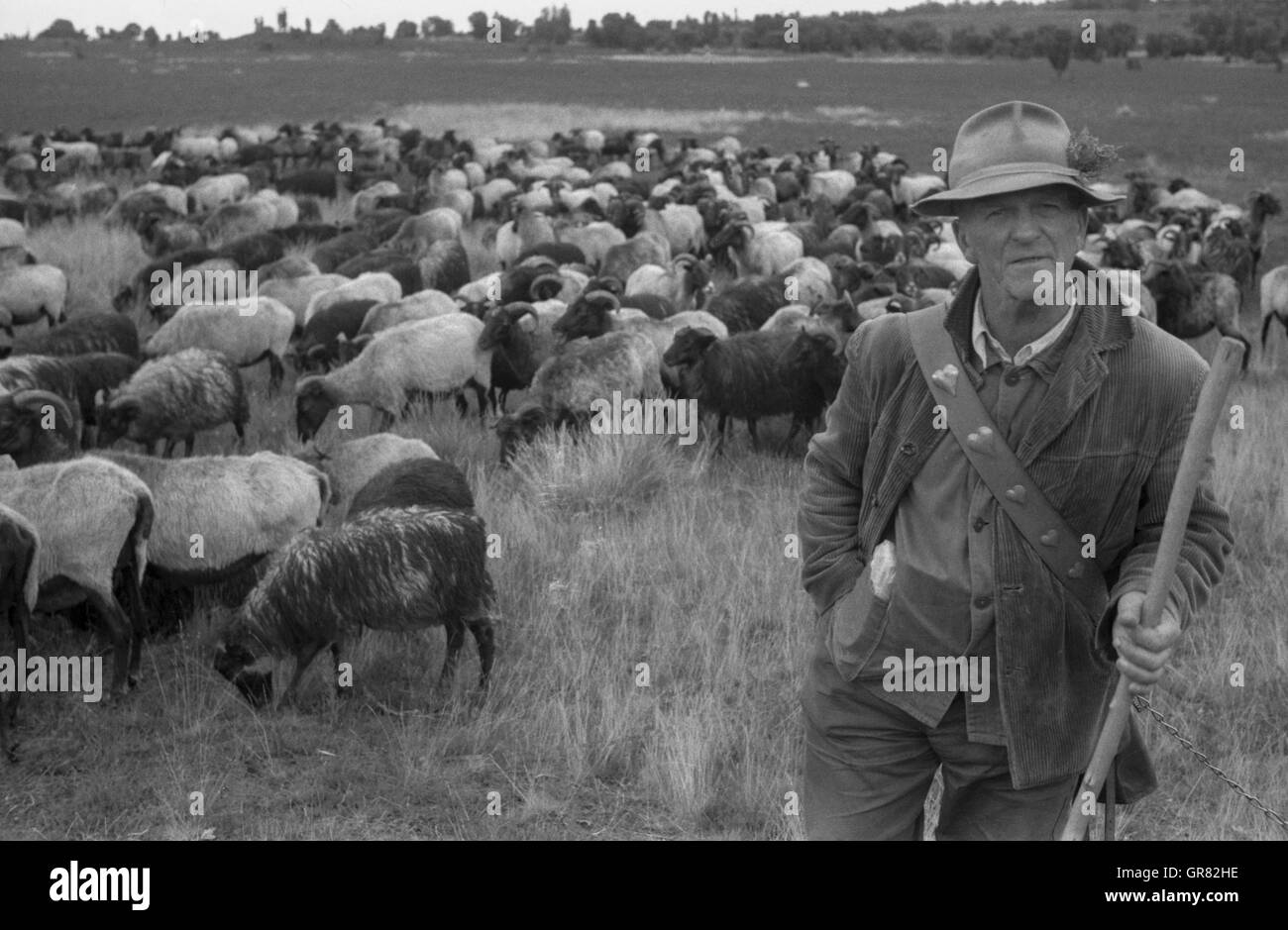 Sheepherd avec chien Banque D'Images