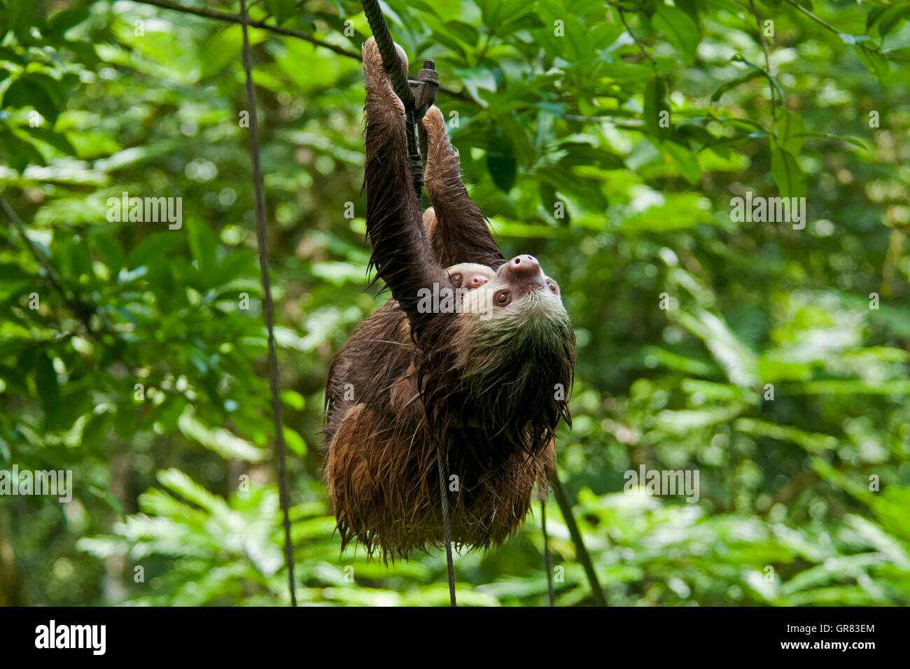 Hoffman's deux-toed sloth (Choloepus hoffmanni) avec une jeune traversant le pont couvert à Tirimbina Réserver, Costa Rica Banque D'Images