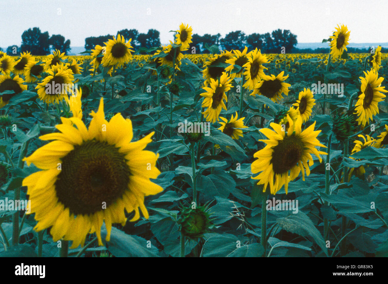 Champ de tournesols Banque D'Images