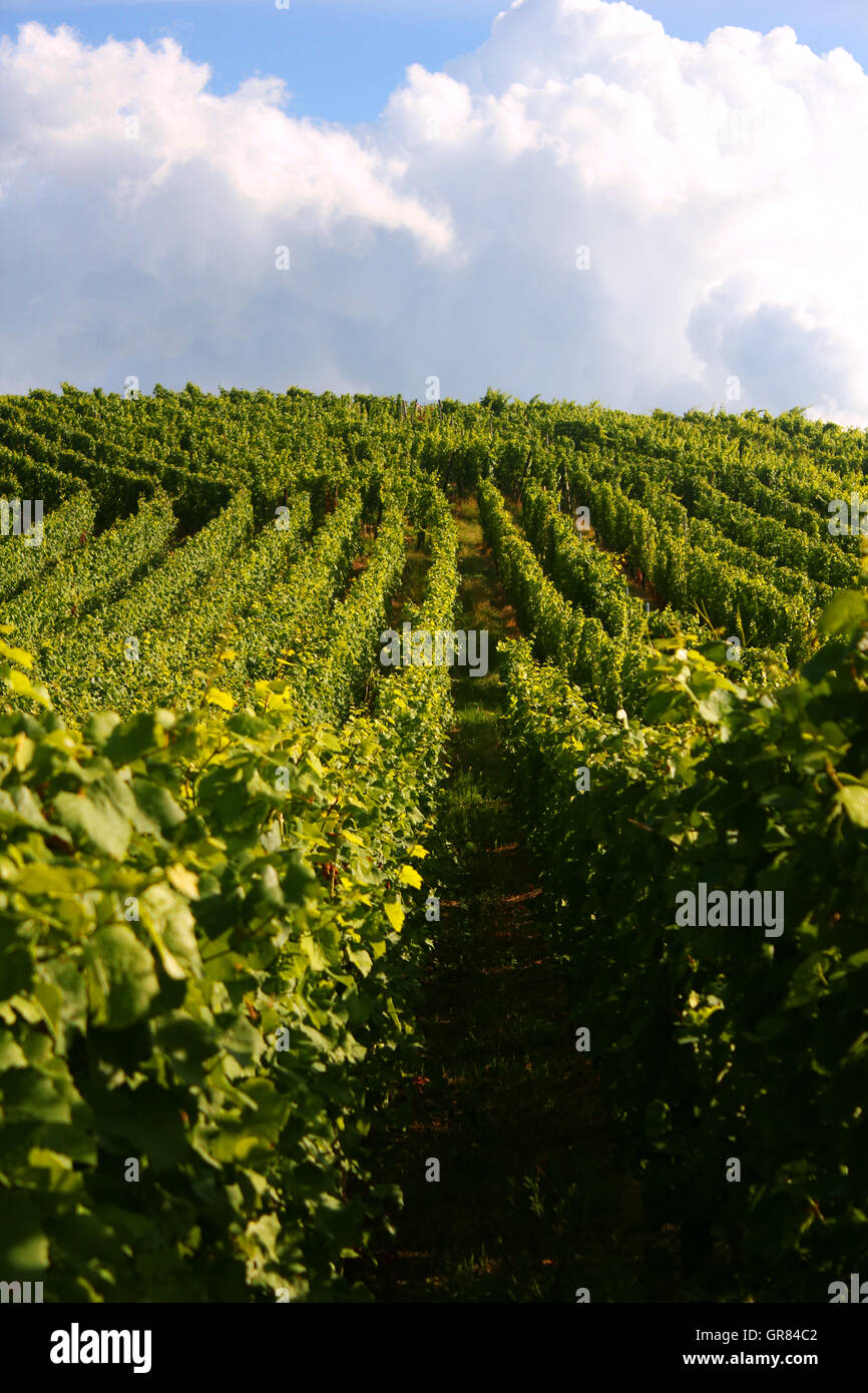 Vignoble, Bourgogne - France Banque D'Images