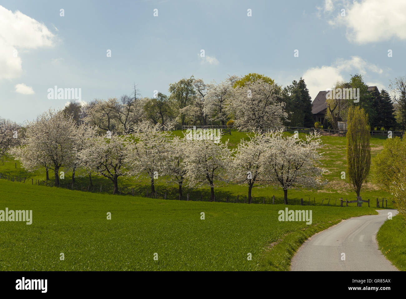 Blossoming cherry trees à Hagen, Osnabrück, Allemagne Pays Banque D'Images