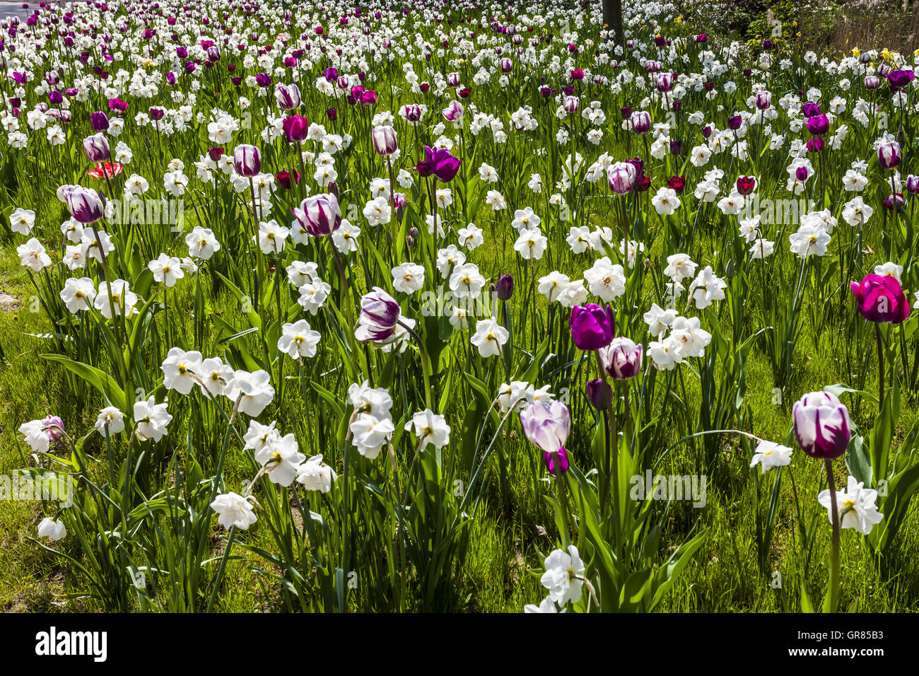 Spring Flower Meadow avec des tulipes et des lis Carême en Basse-Saxe, Allemagne Banque D'Images