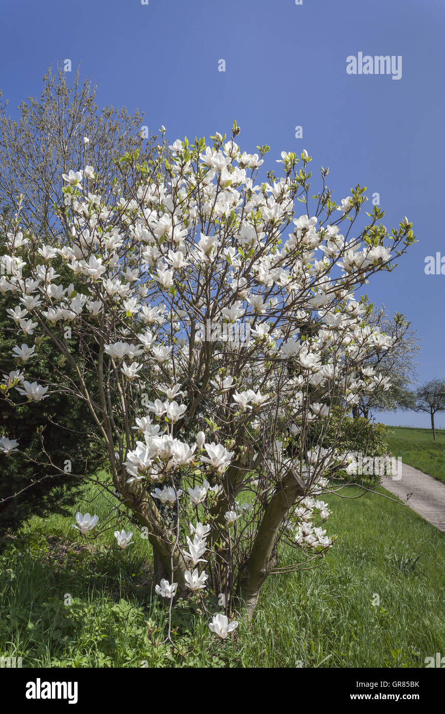 Magnolia Au printemps, Saxyony, Allemagne Banque D'Images