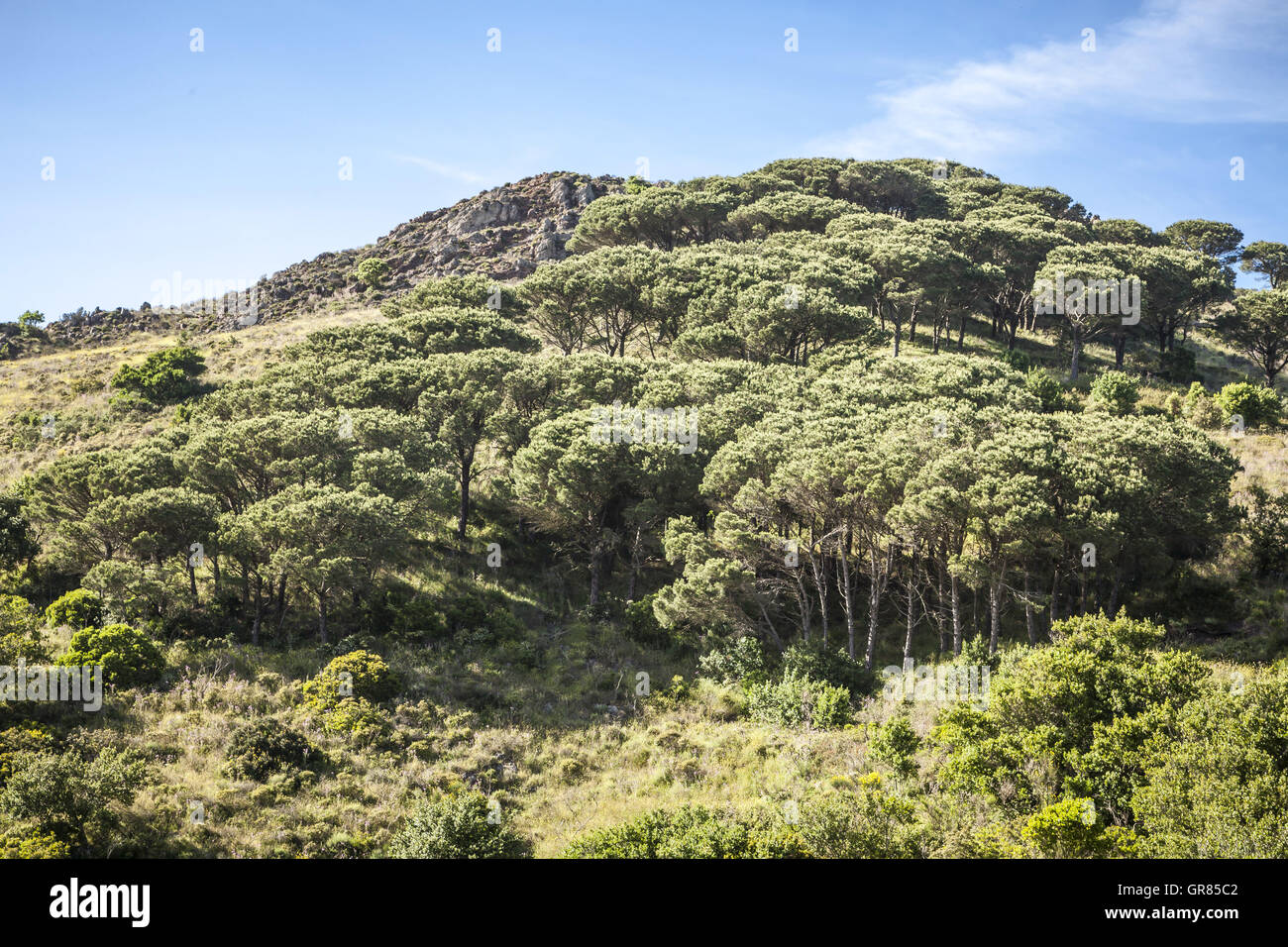 Paysage de montagne Cima Del Monte près de Rio nell'Elba, l'île d'Elbe, Toscane, Italie, Europe Banque D'Images