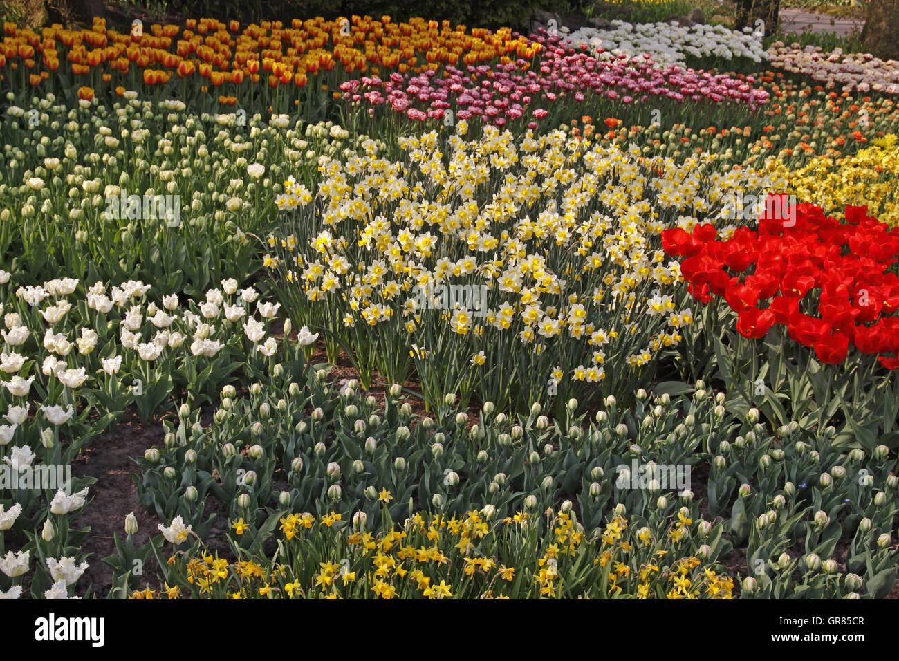 Les jonquilles et tulipes dans un parc dans les Pays-Bas, Europe Banque D'Images