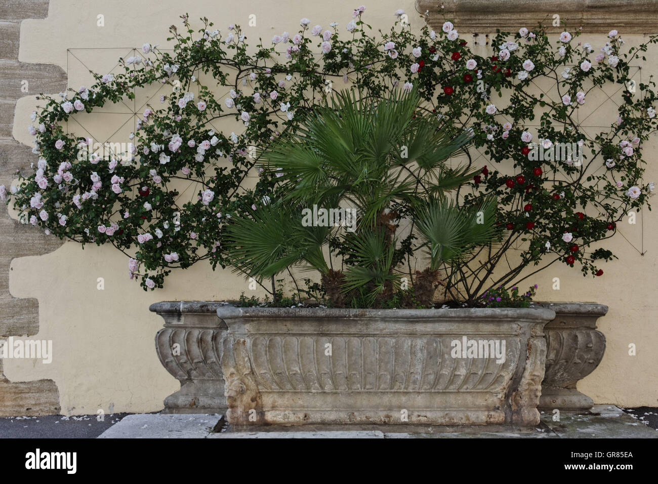 European Fan Palm Chamaerops humilis Palmier Nain méditerranéen ,de rosiers grimpants,Port Grimaud,Français Banque D'Images