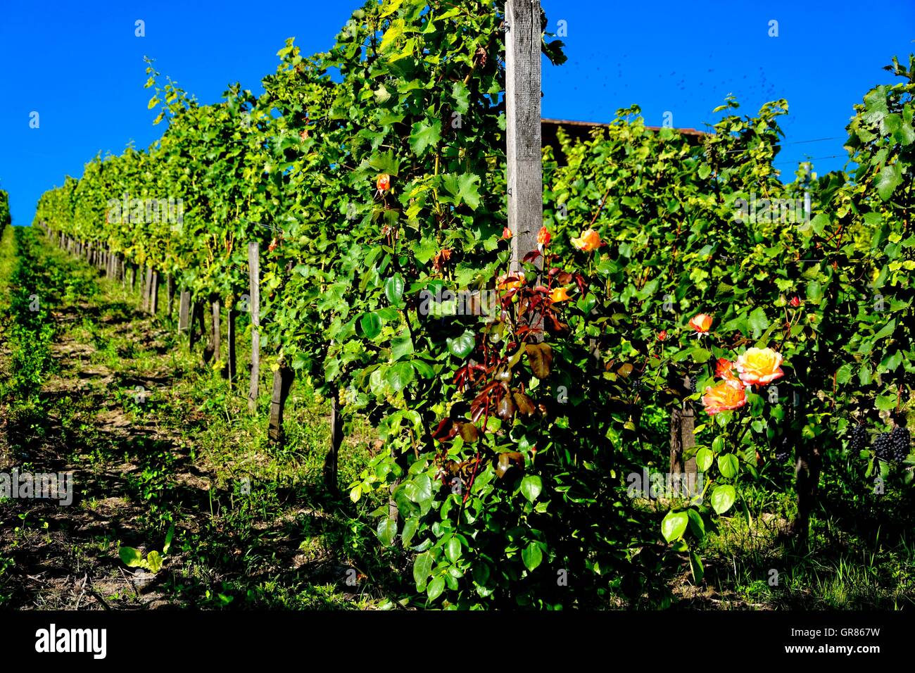 Vignes de raisins de Sauvignon Blanc et Othello avec roses rouges Banque D'Images