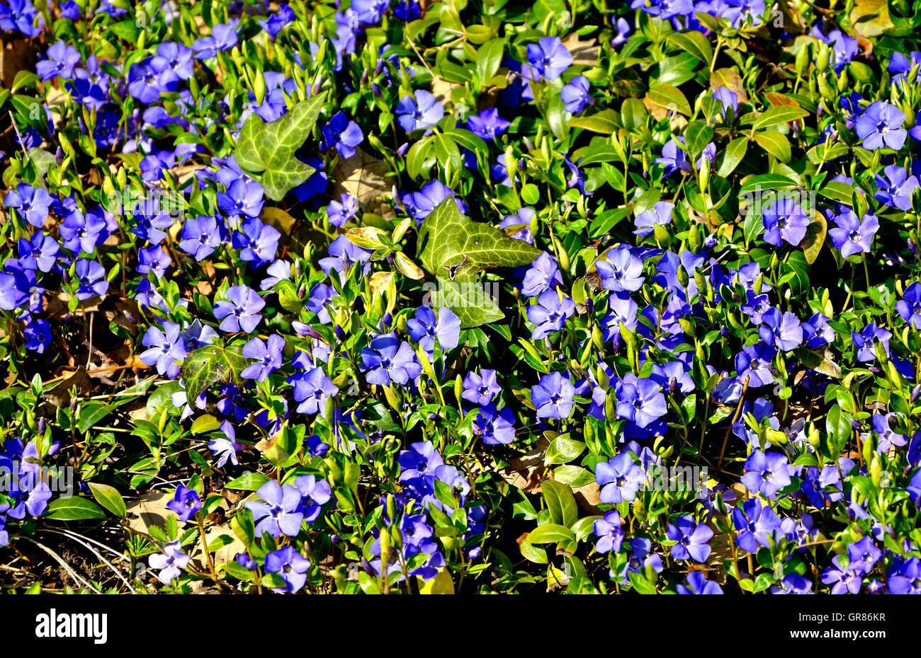 Fleurs de Printemps, la Pervenche Vinca minor bleu, arbuste Banque D'Images