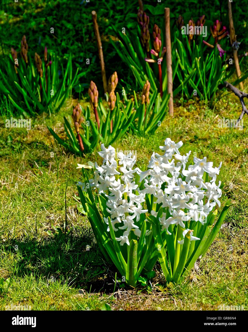L'utilisation de fleurs de fleurs de jacinthe, Jacinthe, blanc Banque D'Images