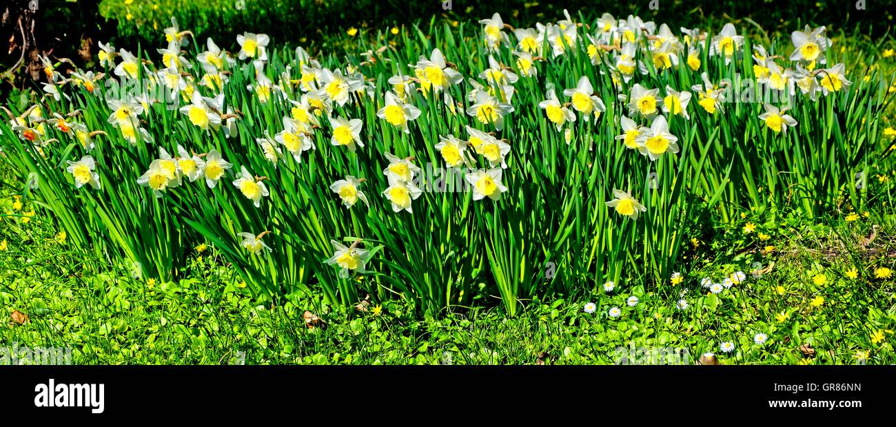 Remise de fleurs, blanc Narcisse, Narcisse jonquille poète parfum Banque D'Images