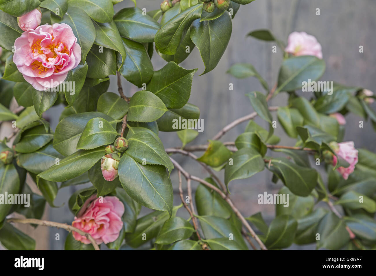 Rhododendron rose Bush dans un pot en face de la porte d'une maison en Ligurie Banque D'Images