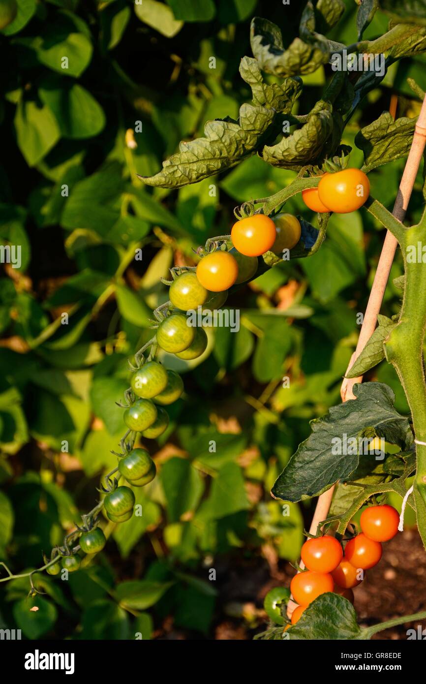 Tomates cerise Sungold croissant sur l'usine, Angleterre, Royaume-Uni, Europe de l'Ouest. Banque D'Images