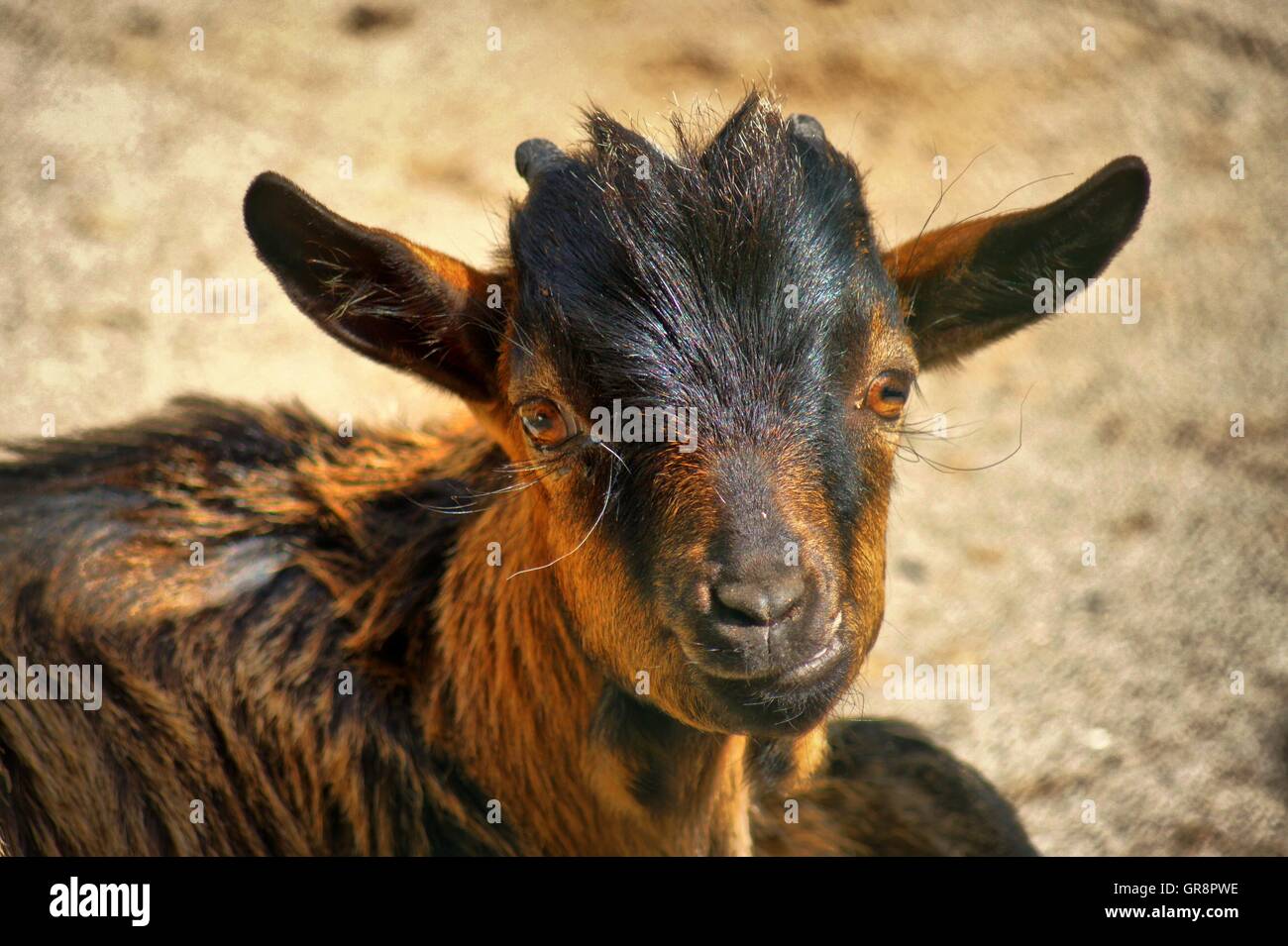 Bebe Chevre Naine Brune Photo Stock Alamy