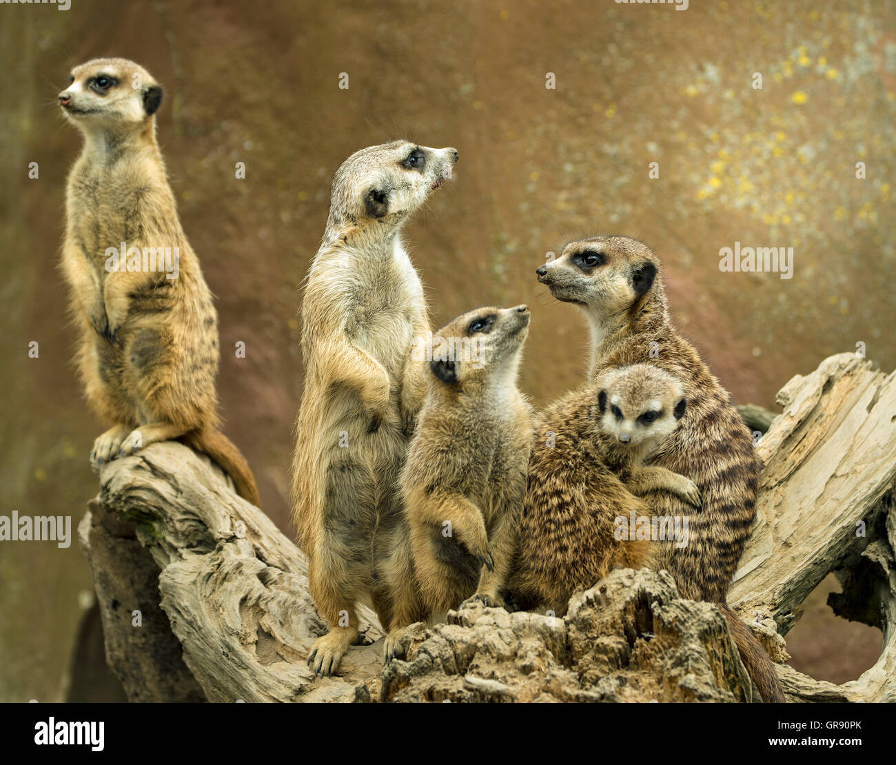 Meerkat, Lynx lynx, Zoo Hof Banque D'Images